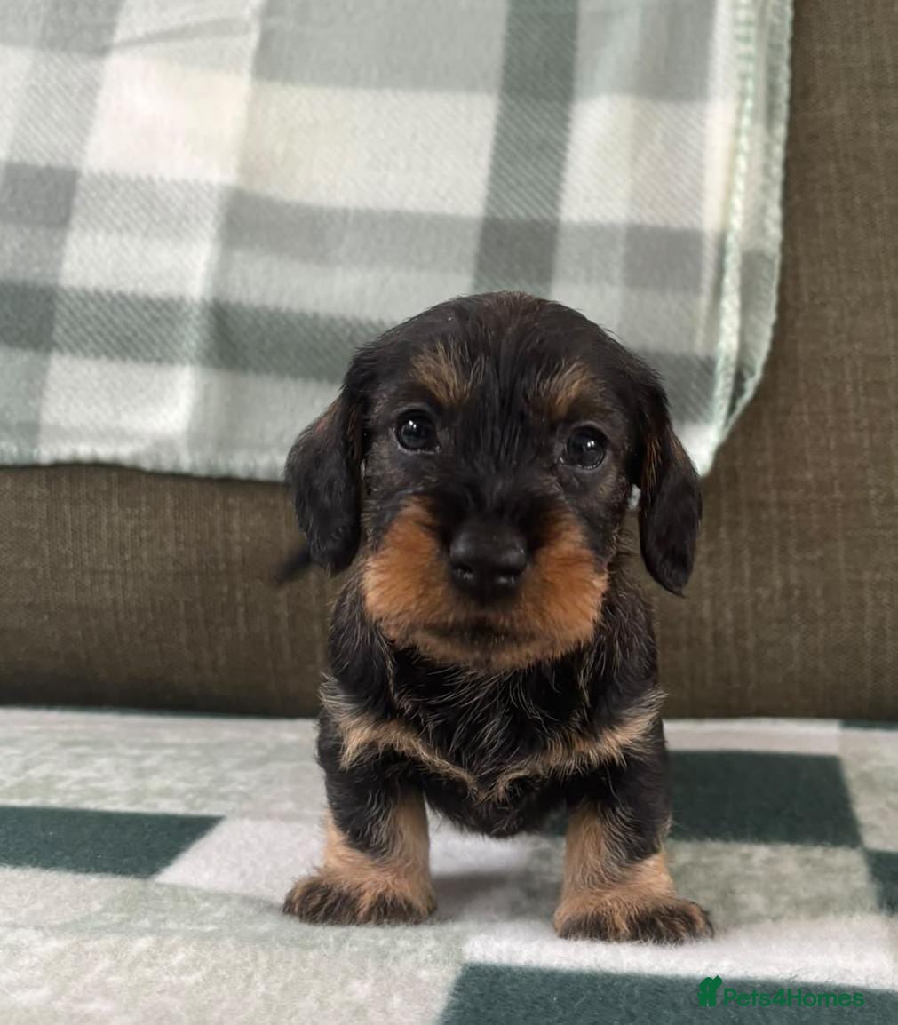 Miniature Dachshund dogs for sale: A SUPERB LITTER OF MINI WIRE DACHS KC REG  - Advert 2