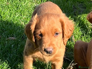 Labrador Retriever dogs - Advert 7