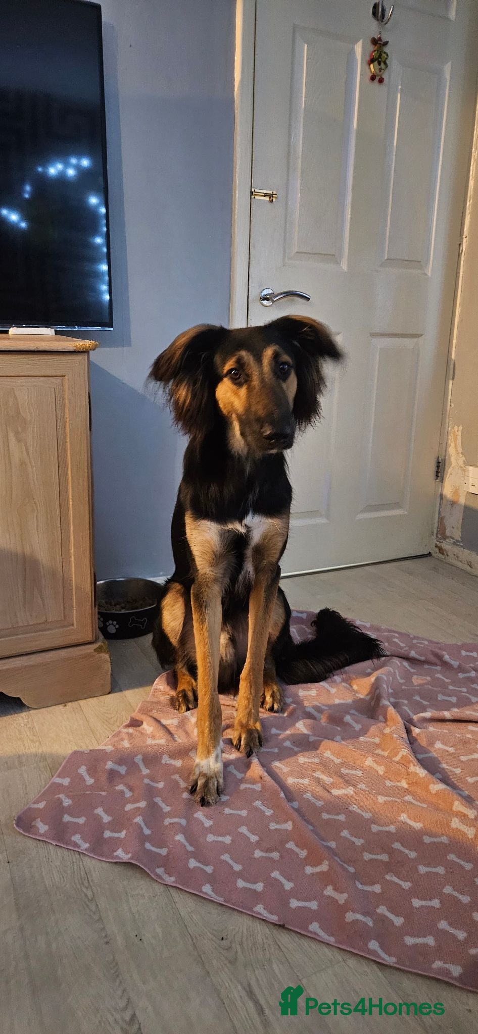 Mixed Breed dogs Rambo is in need of a new home  - Advert 1