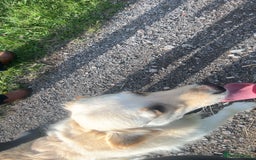 Golden Retriever dogs for sale: Golden retriever  - Image 5