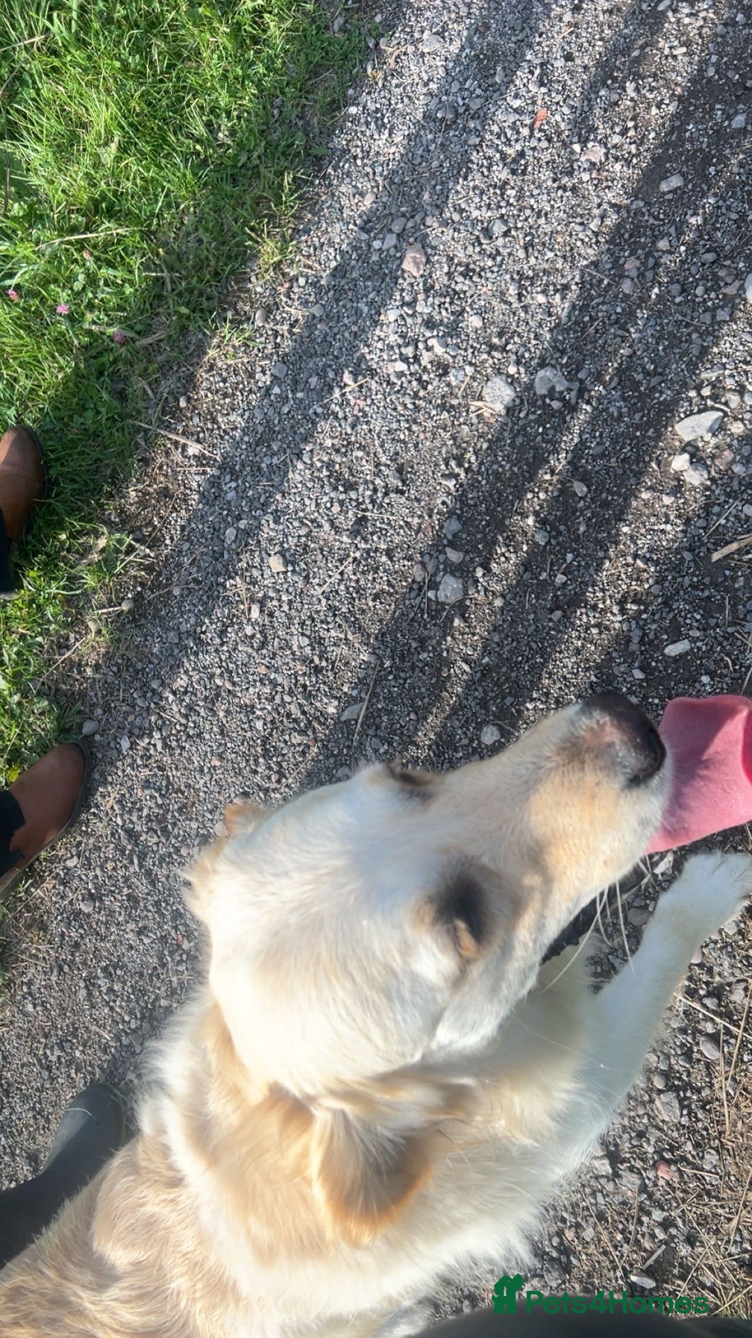 Golden Retriever dogs for sale: Golden retriever  - Image 5