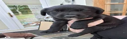 Borador dogs for sale: Lab x Collie Pups - Advert 9
