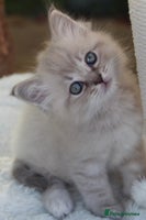 Ragdoll cats - Advert 2