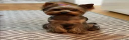 Yorkshire Terrier dogs for stud: Yorkshire Terier for stud  in Waltham Cross - Advert 3