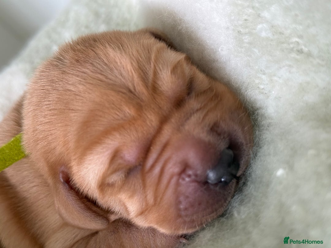 Labrador Retriever dogs for sale: Labrador pups service quality assured - Image 4