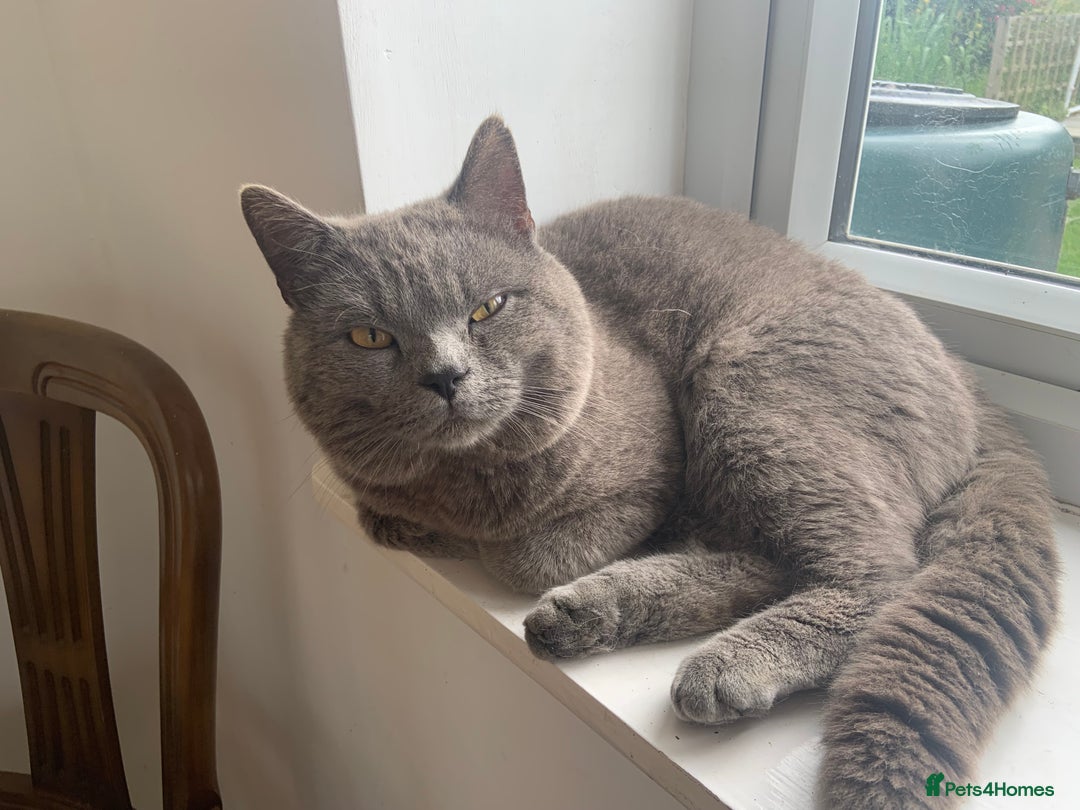 Mixed Breed cats for sale: Litter of mixed breed with British blue father  - Image 12