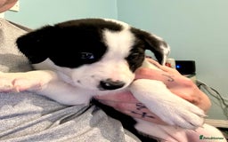 Mixed Breed dogs for sale: Border Collie x Whippet  - Image 10