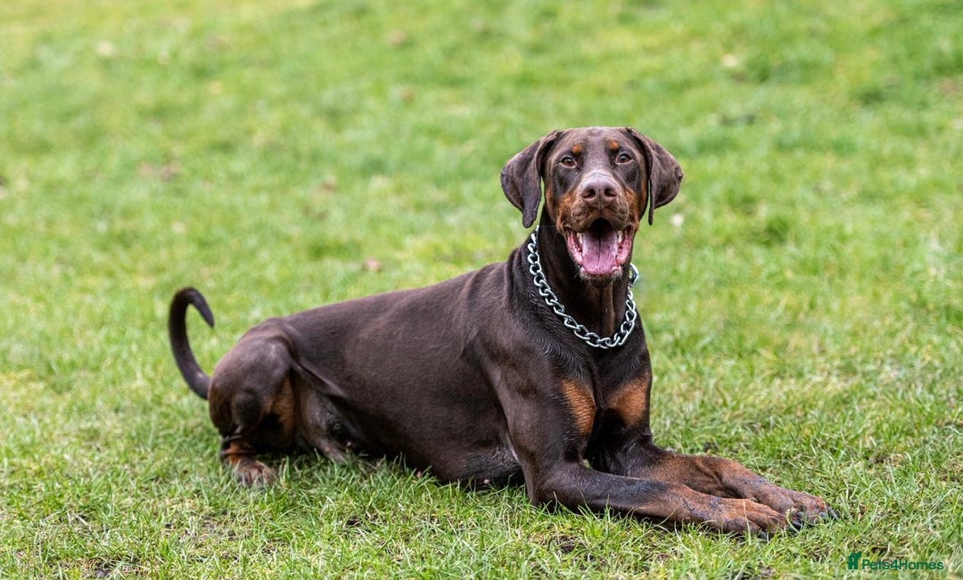 Dobermann dogs for sale: DOBERMAN PUPPIES WITH FANTASTIC PEDIGREE - Image 16