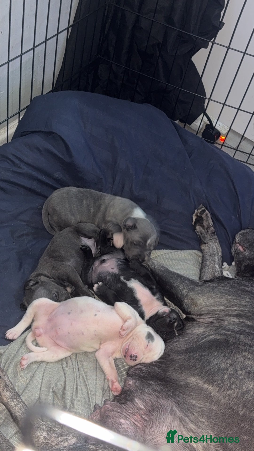 Staffordshire Bull Terrier dogs for sale: Staffy pups for sale  - Advert 11