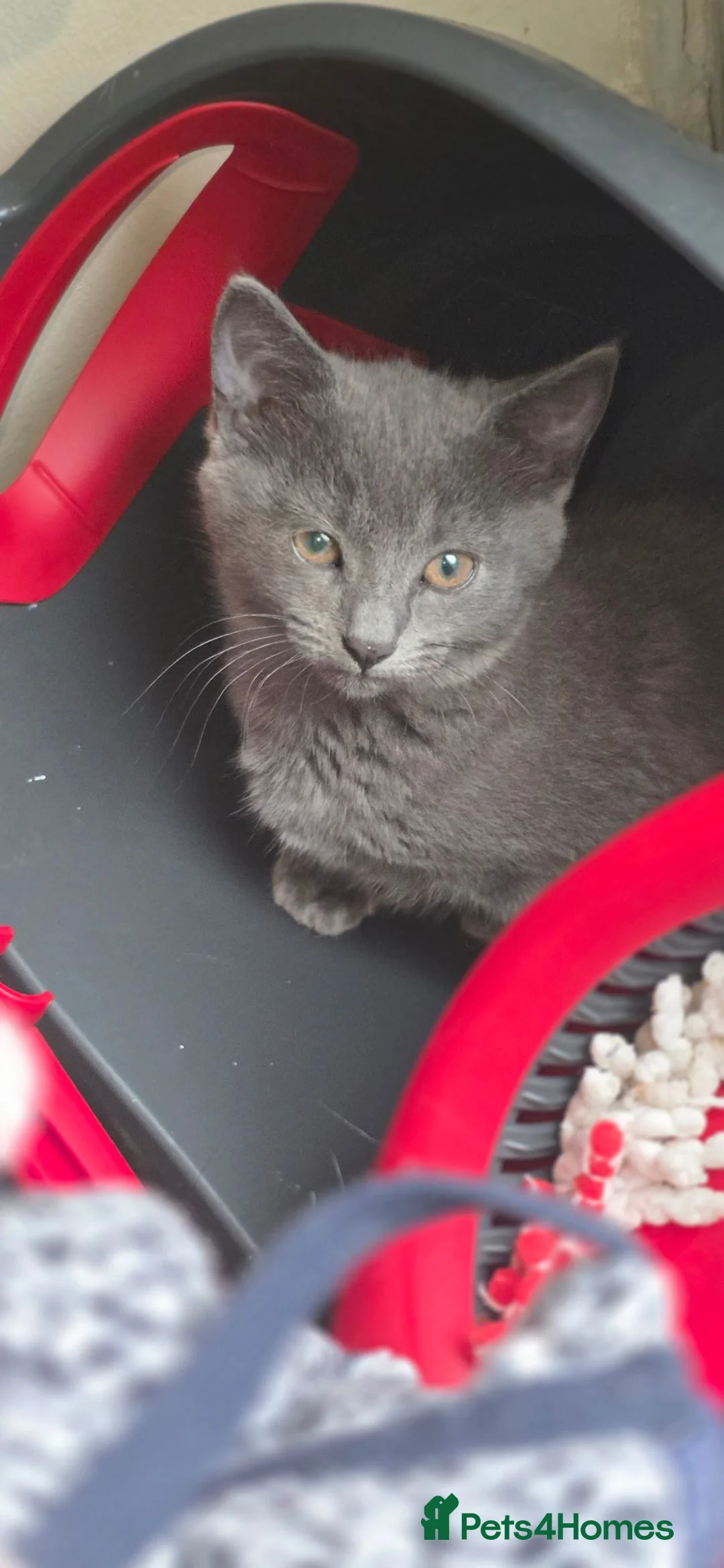 Mixed Breed cats for sale: 1 beautiful female grey kitten   - Advert 2