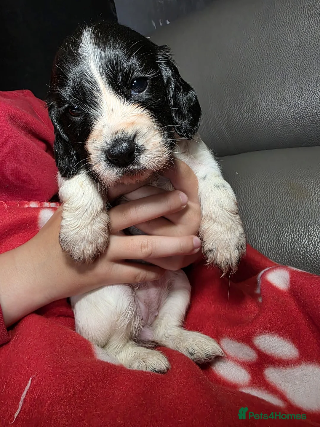 Cocker Spaniel dogs for sale: Lovely Cocker Spaniel Puppies  - Advert 2
