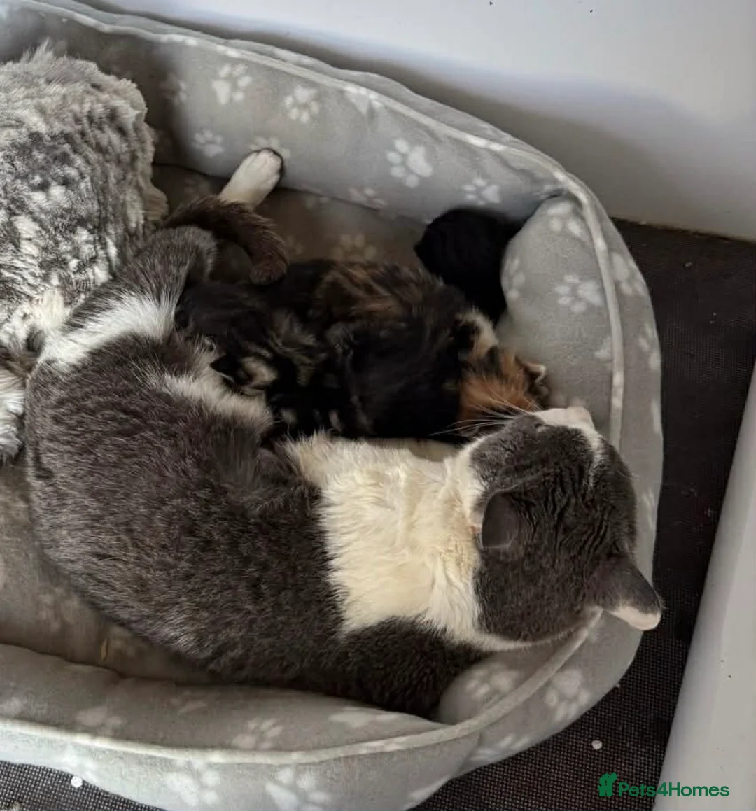 Maine Coon cats for sale: Maine Coon x Kittens  - Advert 4