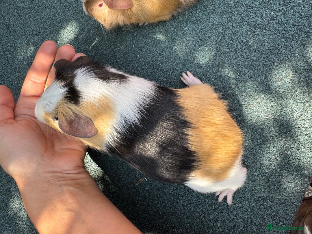 Guinea Pig rodents for sale: Guinea Pigs  - Image 7