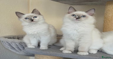 Ragdoll cats - Advert 8