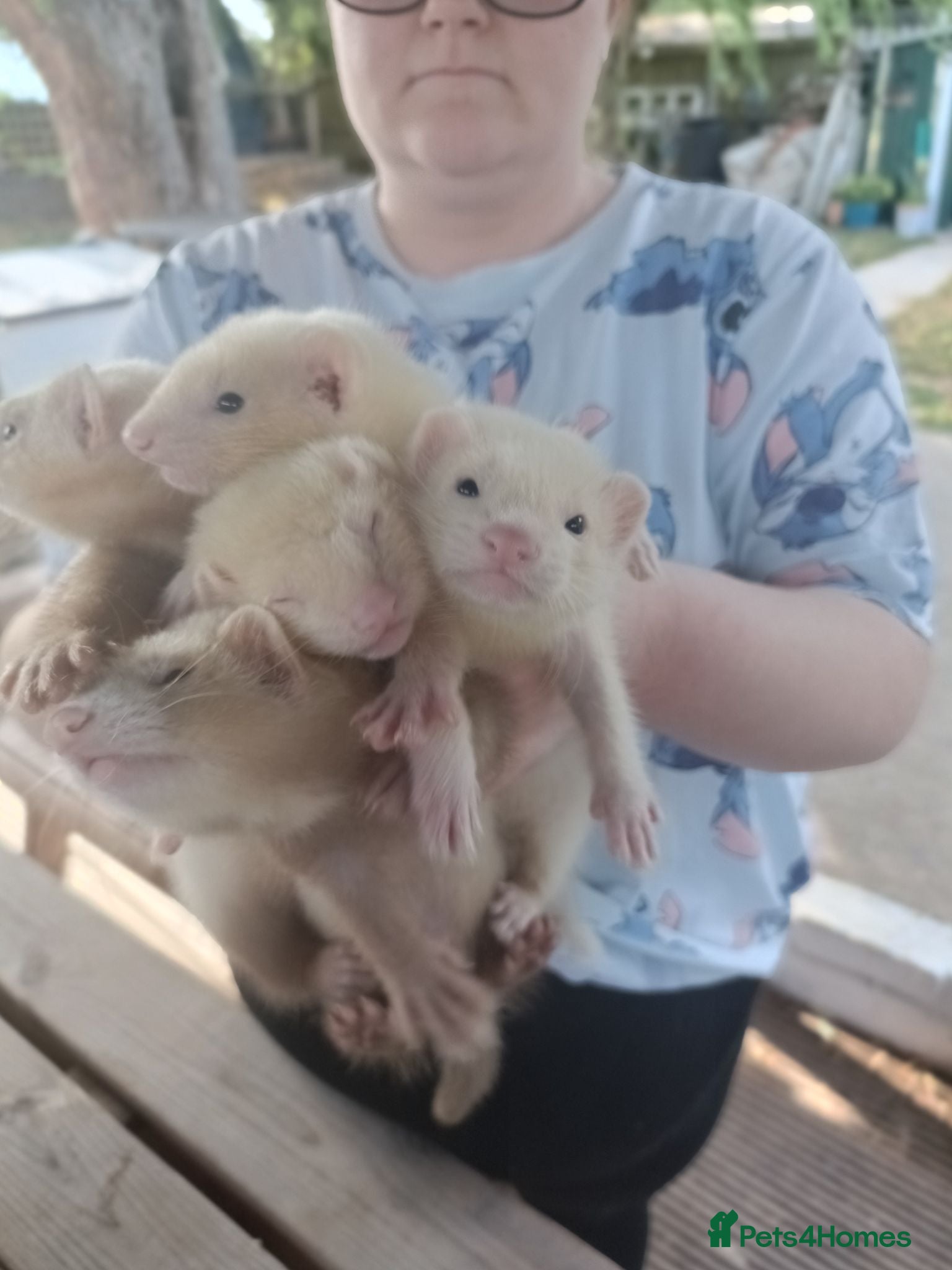 Ferret rodents Beautiful Ferret Kits for sale  - Advert 2