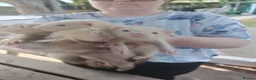 Ferret rodents for sale: Beautiful Ferret Kits for sale  - Advert 2