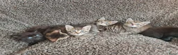 Mixed Breed cats for sale: Kittens for sale  - Advert 36