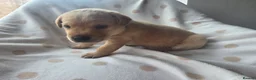 Labrador Retriever dogs for sale: Beautiful labrador puppies  - Advert 23