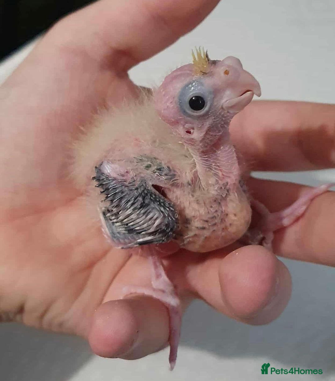 Cockatiels birds for sale:  Baby Cockatiels for sale - Advert 14