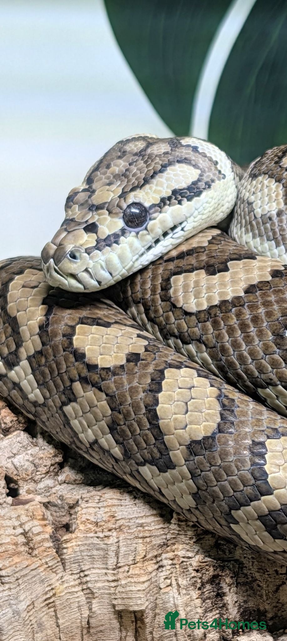 Snake reptiles Female Coastal x Irian Jaya carpet python - Advert 15