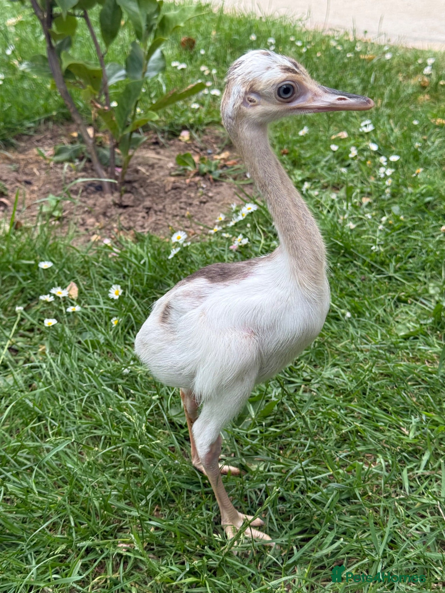 Emus poultry Rhea chicks for sale.   Whites and greys.  - Advert 5