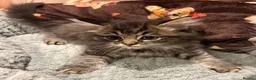 Ragdoll cats for sale: Ragdoll Kittens for sale 🖤 - Advert 13