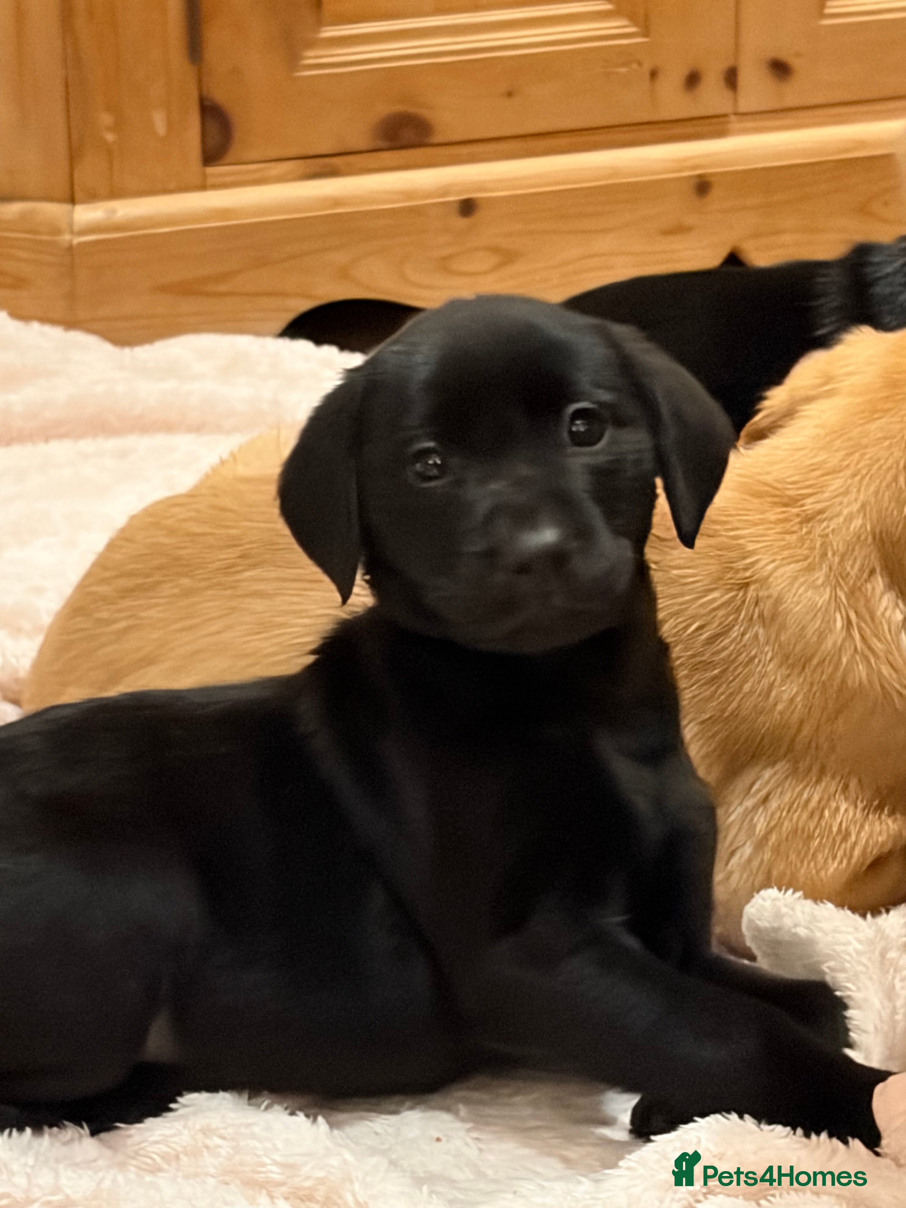 Labrador Retriever dogs Three left. KC Reg Labrador puppies  - Advert 1