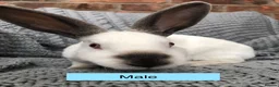 Rex rabbits for sale: Pure breed velvet mini and standard Rex rabbits - Advert 15