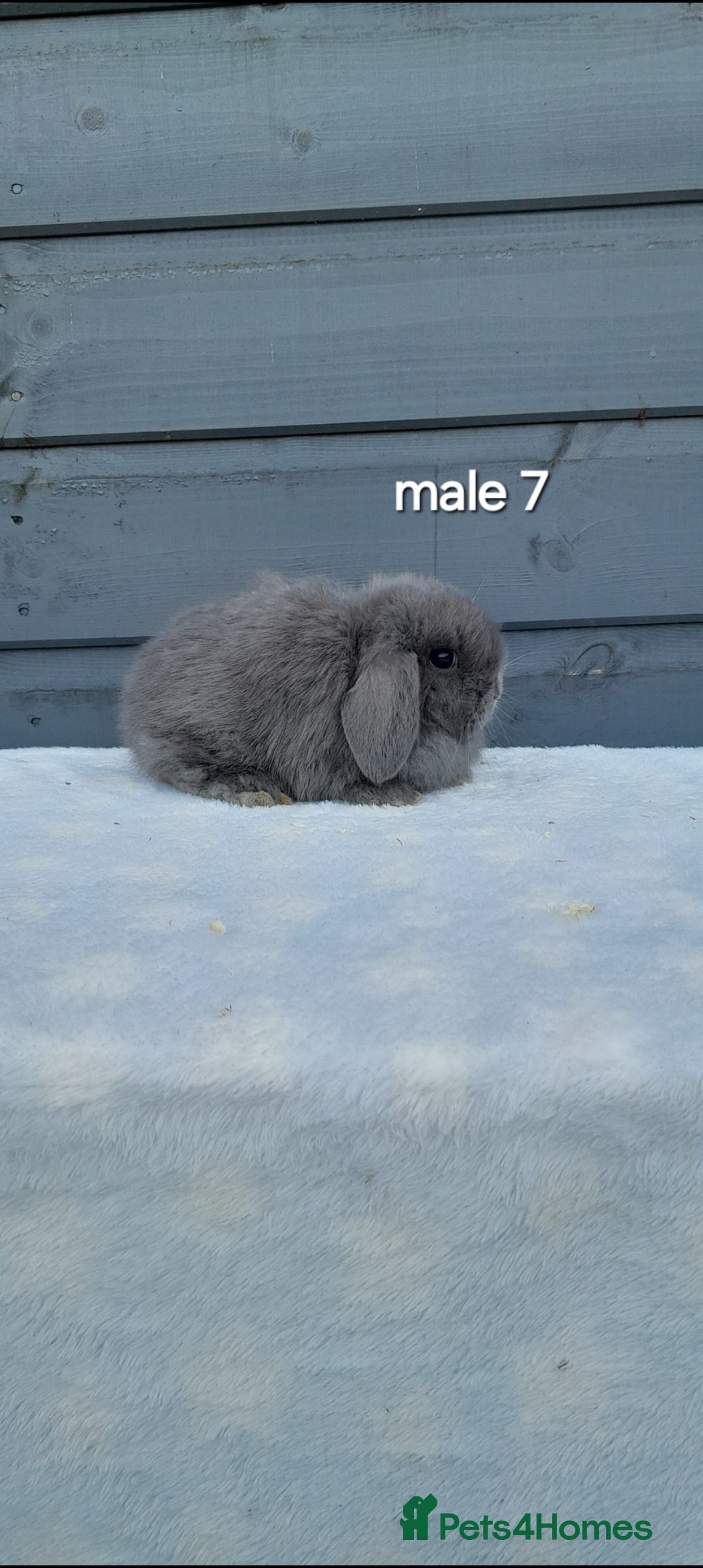 Mini Lop rabbits Purebred mini lops ready now  - Advert 3