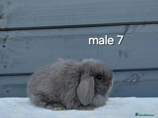 Mini Lop rabbits Purebred mini lops ready now - Advert 3
