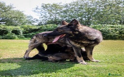 German Shepherd dogs for sale: ❤️KC HEALTH TESTED PARENTS ❤️ - Image 7