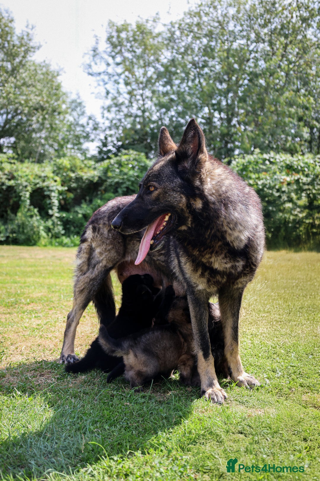 German Shepherd dogs for sale: ❤️KC HEALTH TESTED PARENTS ❤️ - Image 7