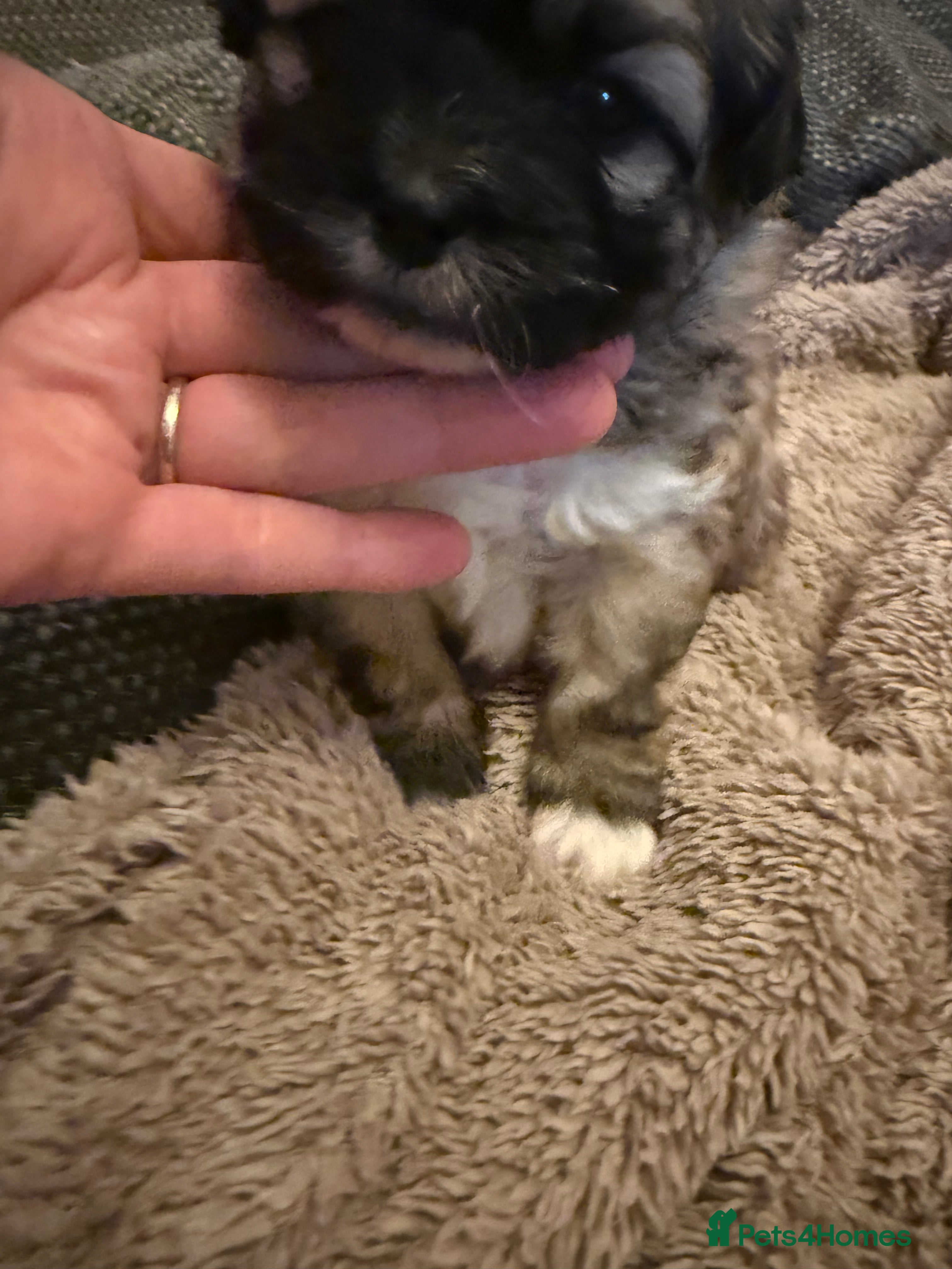 Mixed Breed dogs Peke'a'tease for sale. - Advert 7