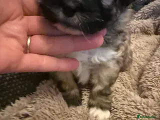 Mixed Breed dogs Peke'a'tease for sale. - Advert 7