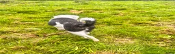 Mixed Breed dogs for sale: Collie x American bulldog  - Advert 11