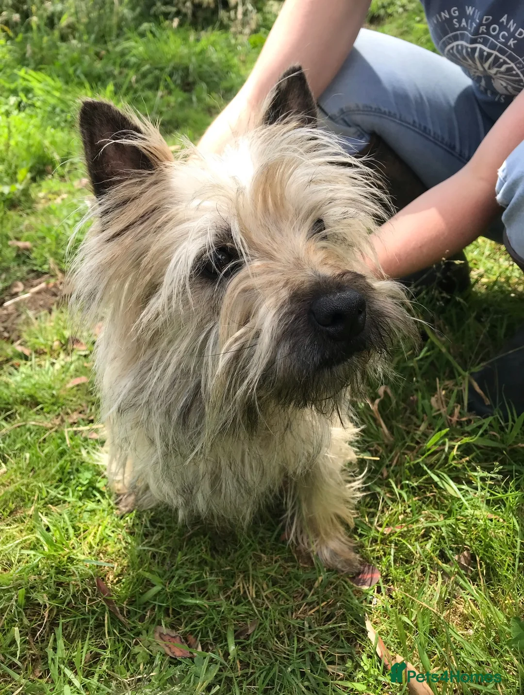 Cairn Terrier dogs for sale: Beautiful Cairn Terrier Bitch Puppy - Advert 2