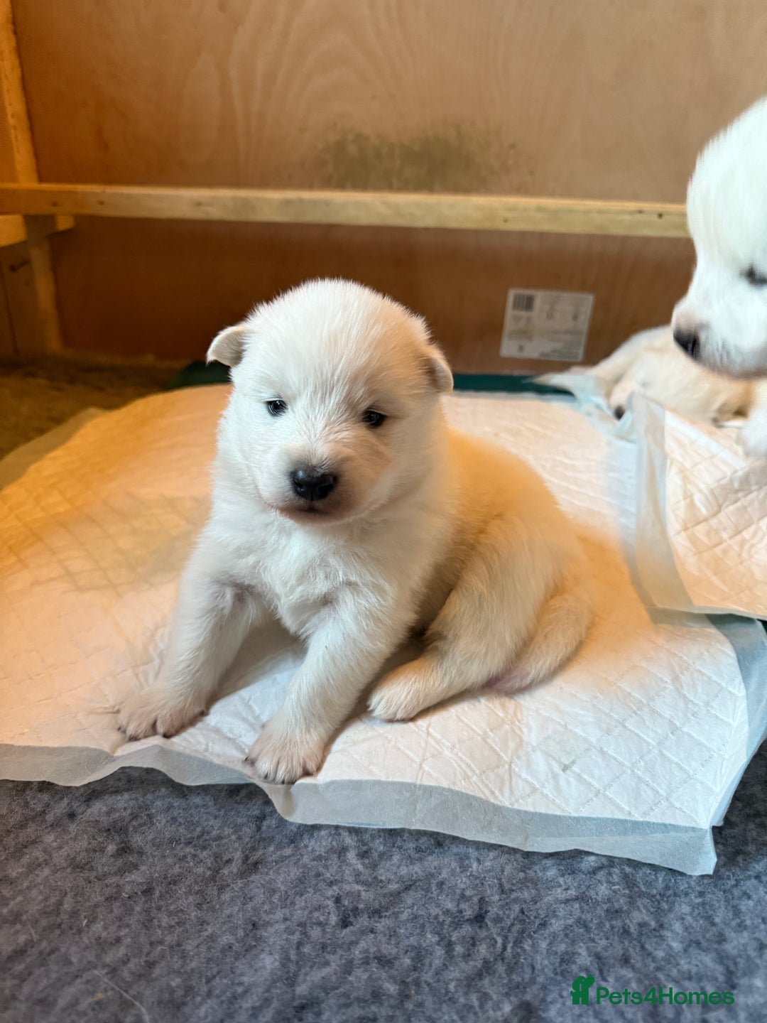 Samoyed dogs for sale: Gorgeous Samoyed Puppies  - Image 21