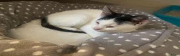 Domestic Shorthair cats for sale: White cat  - Advert 2