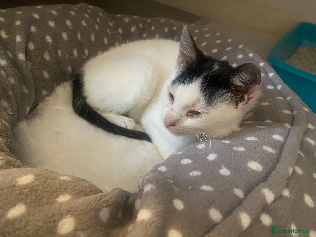 Domestic Shorthair cats for sale: White cat  - Advert 2