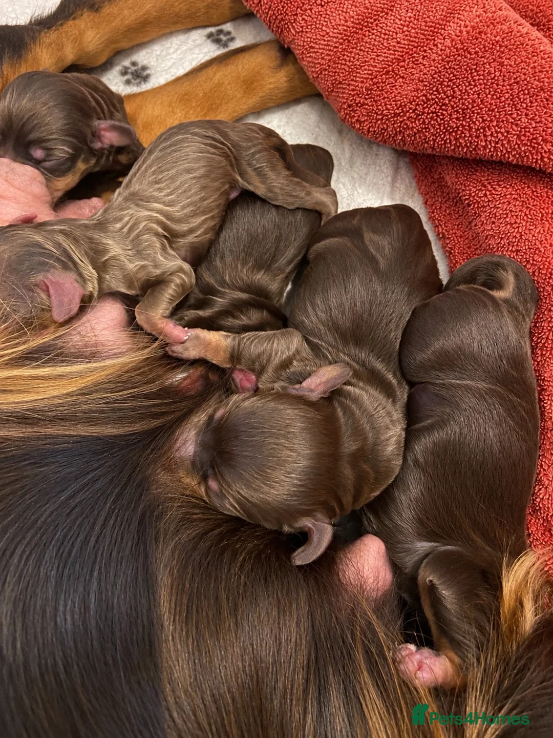 Cocker Spaniel dogs for sale: 🥰 Stunning Cocker Spaniel  Litter 🥰 in Exeter - Advert 2