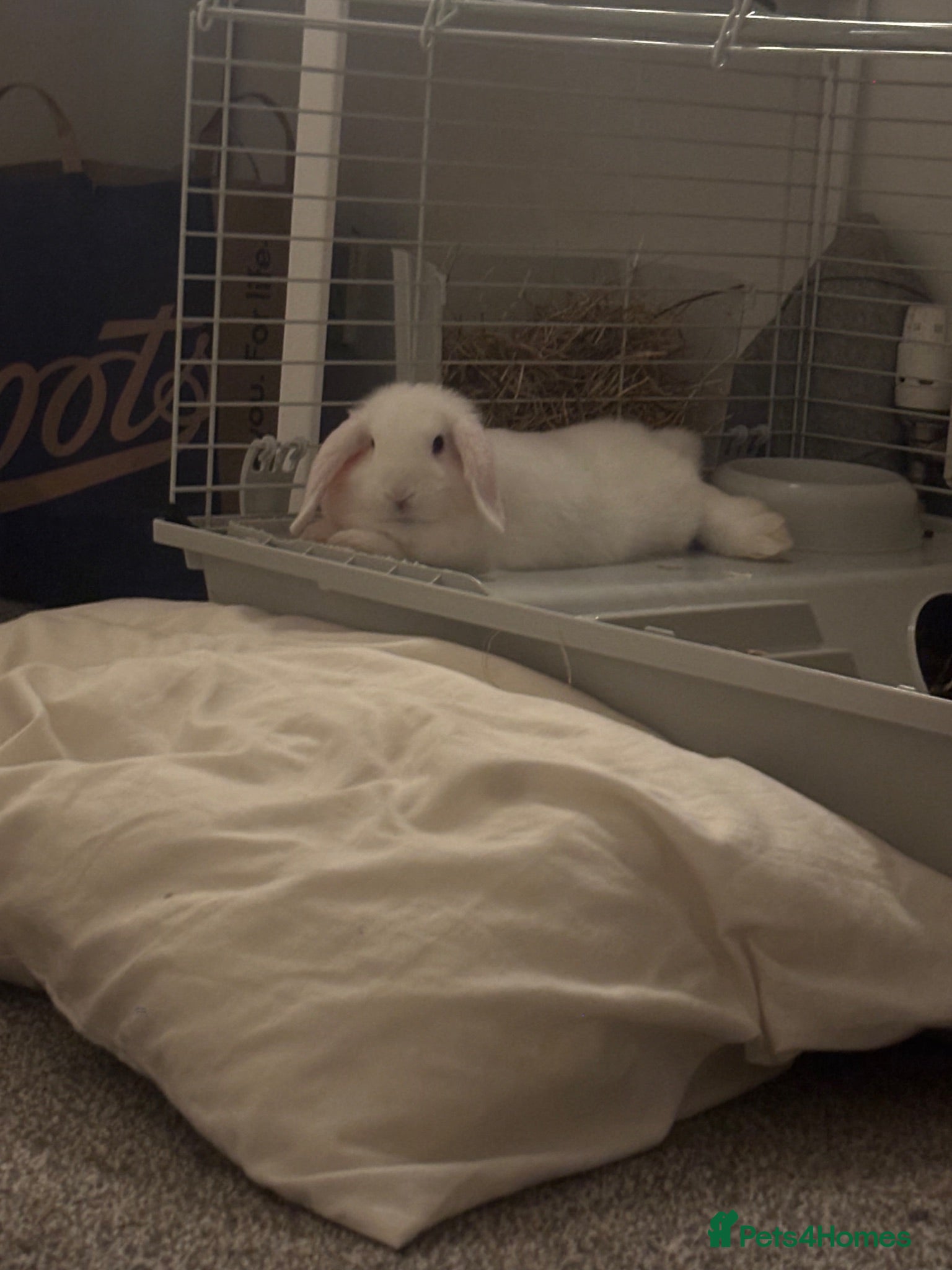 Mini Lop rabbits 2, 13 week old mini lops - Advert 2