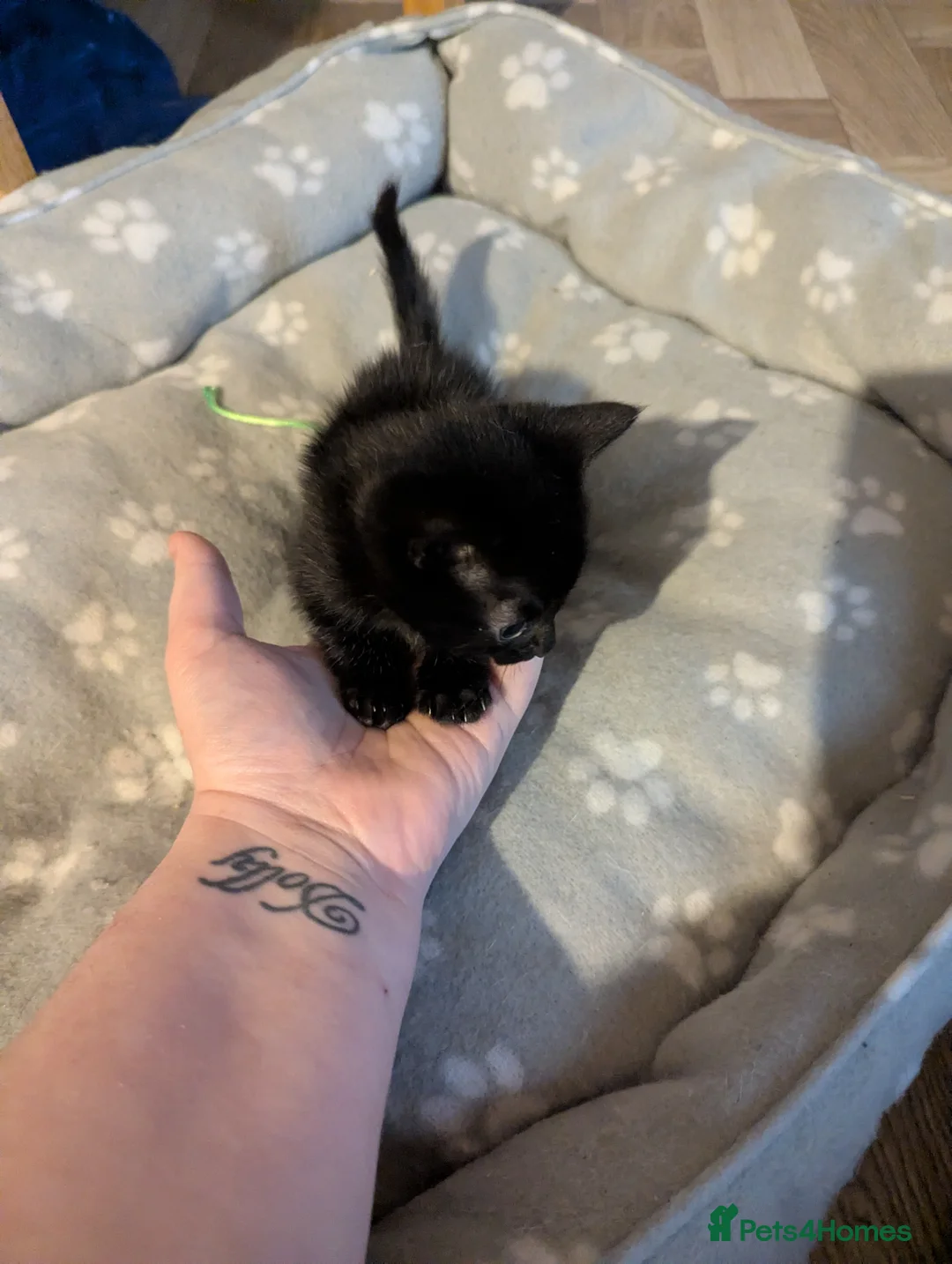 Mixed Breed cats for sale: Male Kitten for sale  - Advert 3