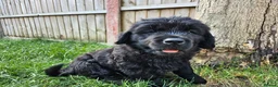 Newfoundland dogs for sale: Beautiful Newfoundland puppies  - Advert 18