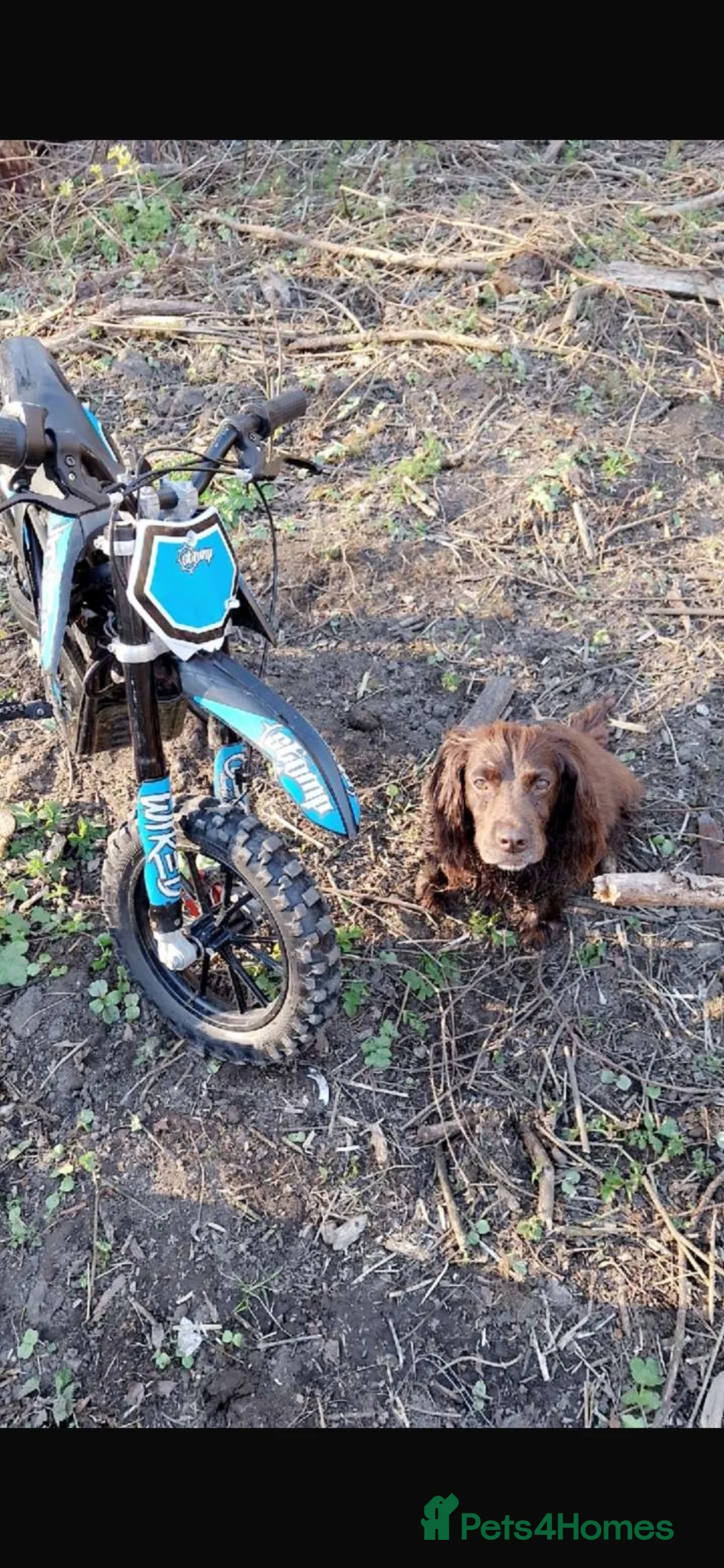 Cocker Spaniel dogs for sale: Cocker spaniel for rehome  - Advert 8