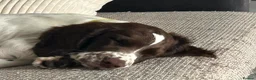 English Springer Spaniel dogs for sale: Boy 5th Gen Liver and White ESS Puppies - Advert 7