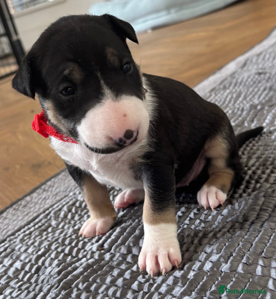 English Bull Terrier dogs for sale: Beautiful English bull terrier  - Image 9