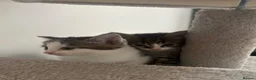 Mixed Breed cats for sale: Kittens for sale  in Milton Keynes - Advert 12