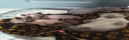 Mixed Breed cats for sale: Stunning sphynx x ragdoll kittens  - Advert 7