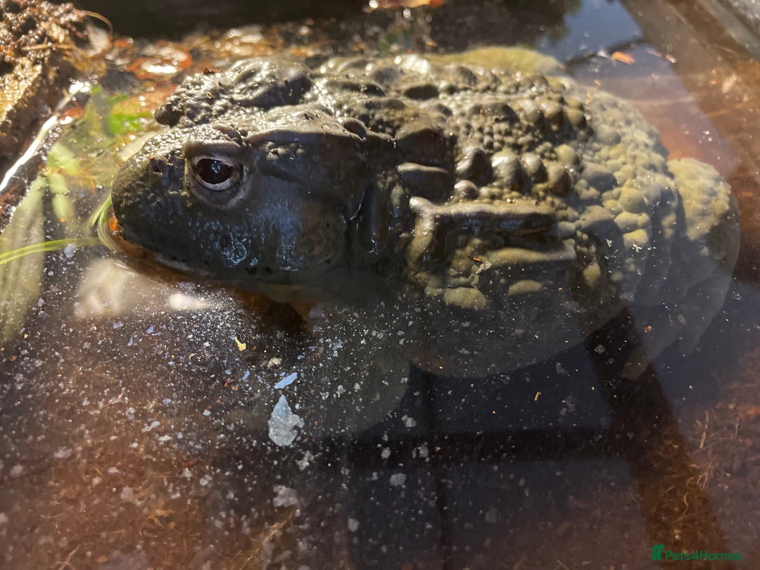 Frog reptiles for sale: Male African bullfrog - Advert 4