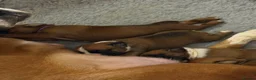 Boxer dogs for sale: Bobtailed boxer puppies  in Billericay - Advert 6